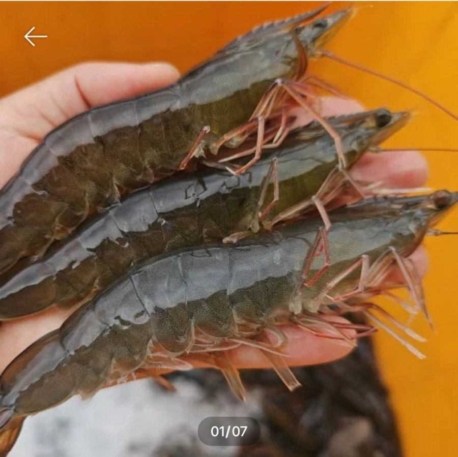 활 흰다리새우 1kg 25~28미 (17,984원/무료)