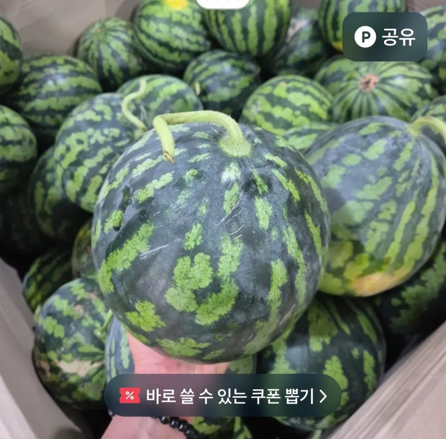 하우스 꿀 수박 가정용 4kg (14,900원/무료)