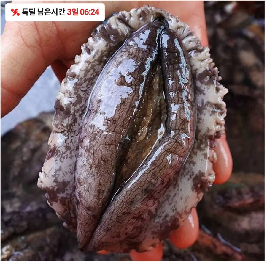 완도 활전복 9-10미 (17,550/무료배송)