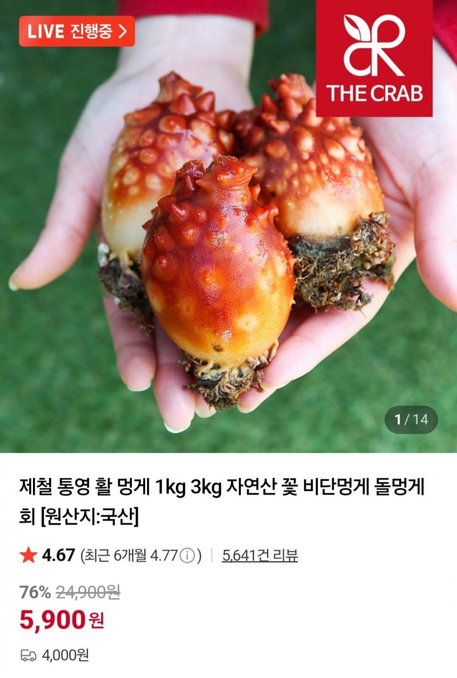 동해안 활멍게 3kg (5,900원/유배)