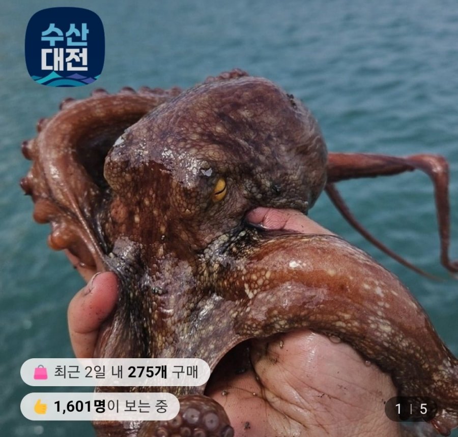돌문어 1kg 1~3미 (15,960원/무료)