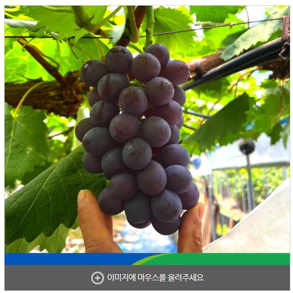 고당도 썸머블랙 1.7kg 3-5수 신품종 포도 (27,900원/무료)