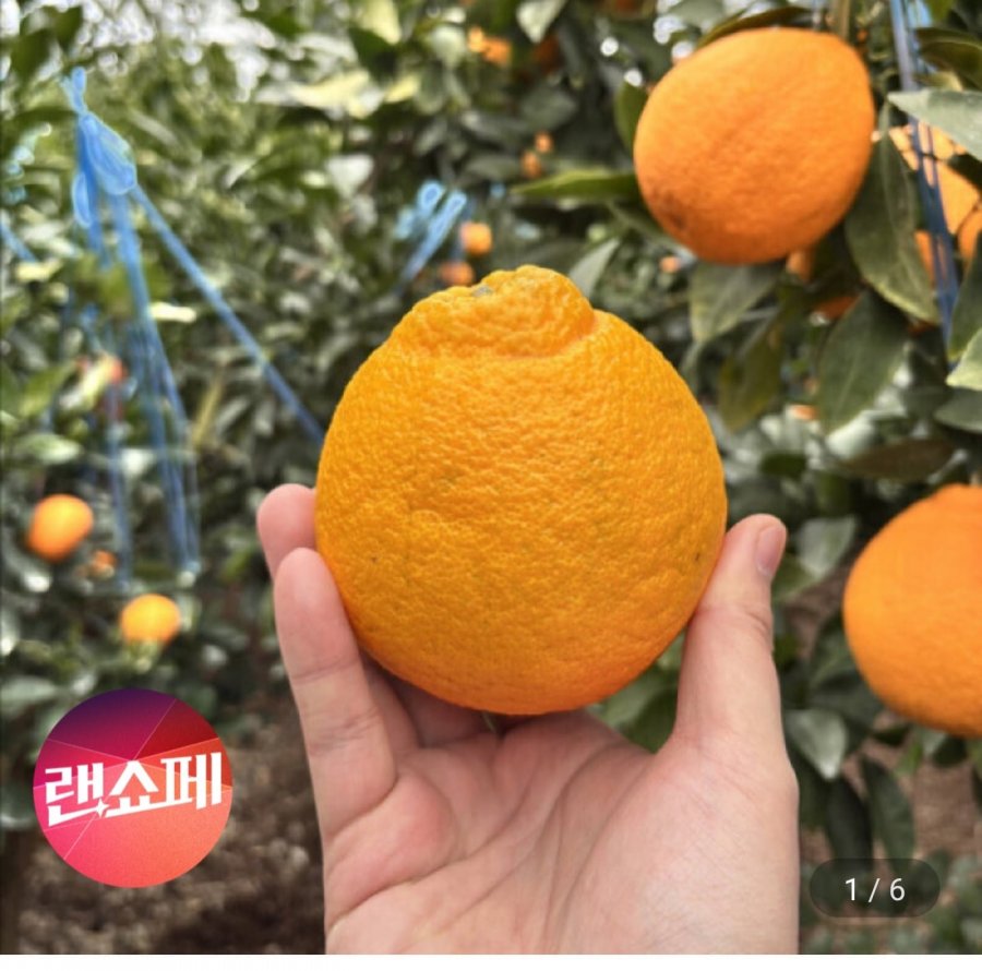 제주 노지 한라봉 실중량 4.5kg 혼합 (11,710원/무료)