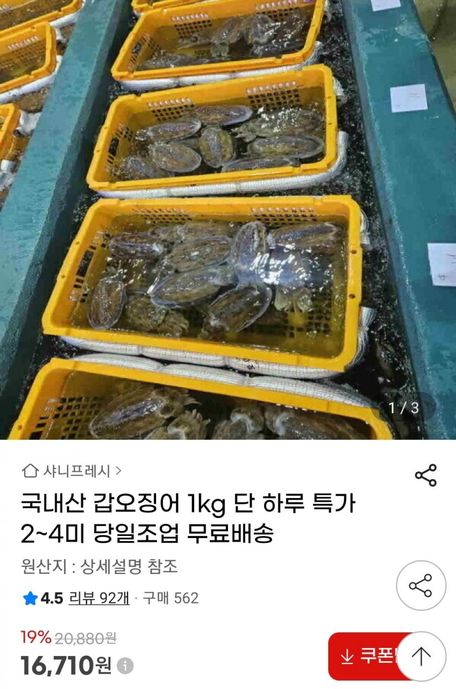 국내산 갑오징어 1kg 2~4미(16,710원/무료)
