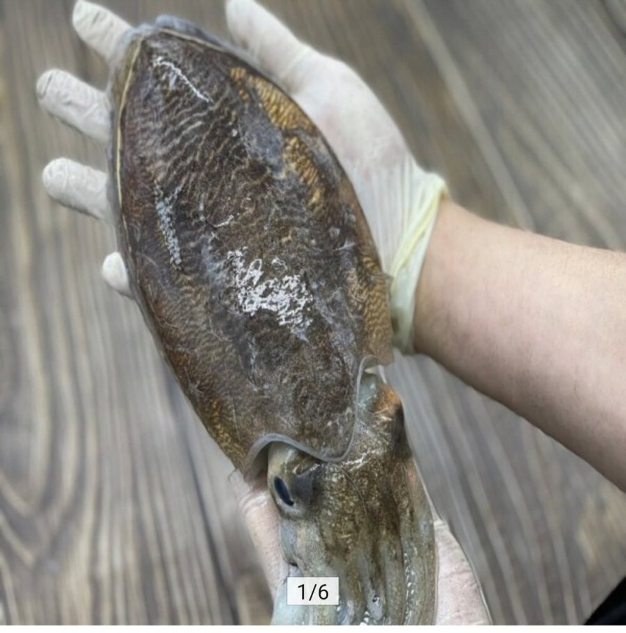 갑오징어 생물 중대짜 1kg 2-4마리 (15,920원/무료)