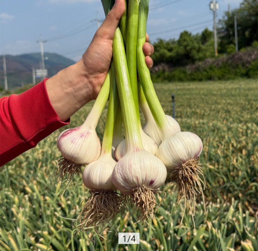 국내산 햇 통마늘 소~중 1kg (9,880원/무료)