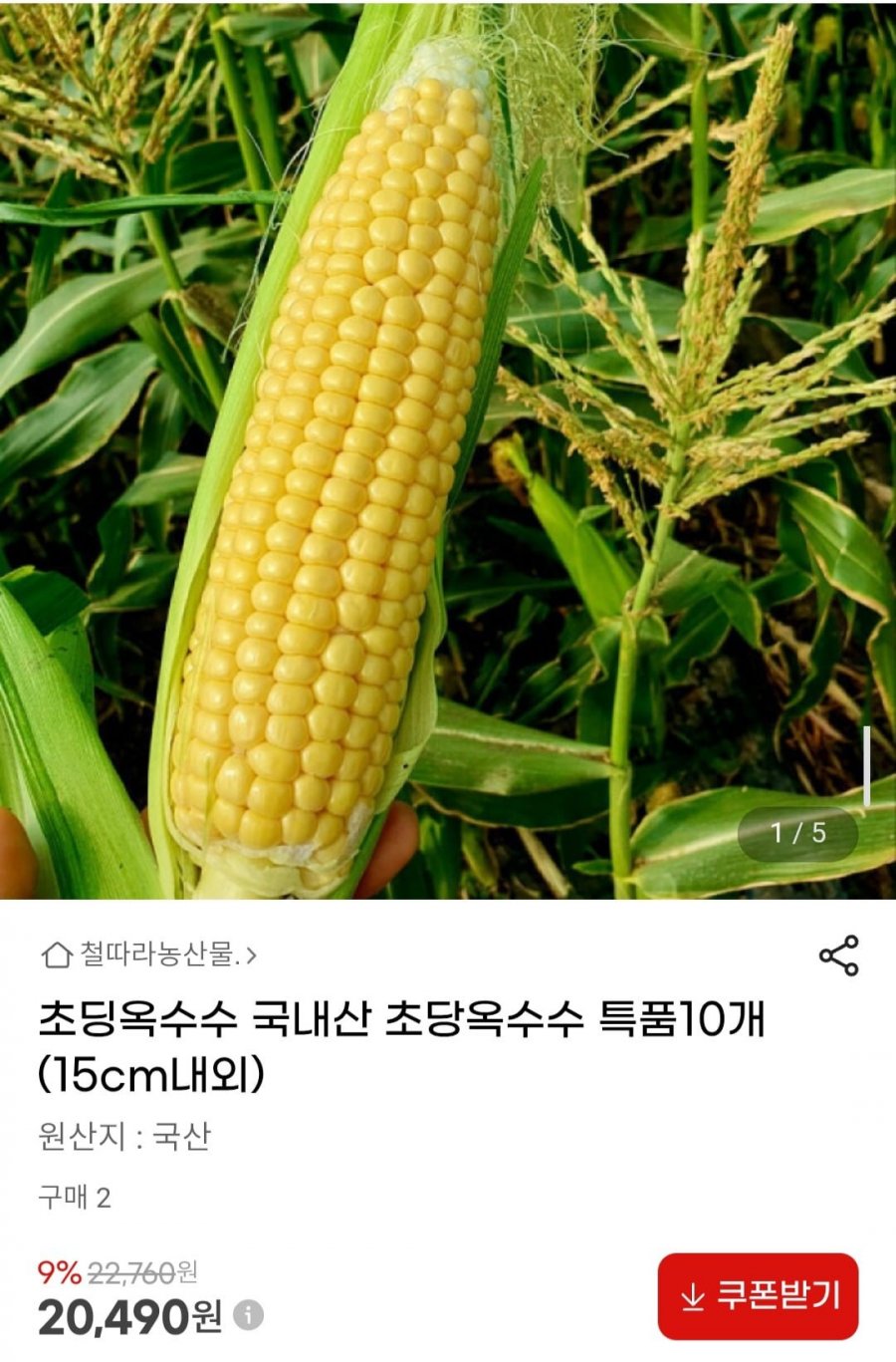 국내산 초당옥수수 특품10개(15cm내외) (20,490원/무료)