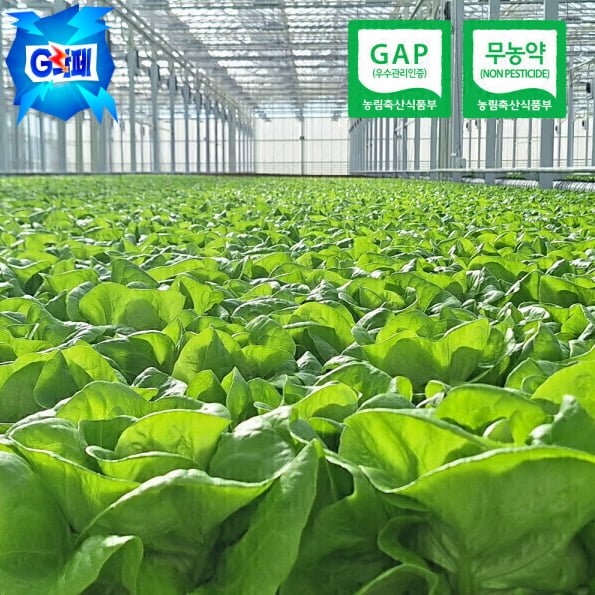 유러피안 샐러드 야채 쌈채소 (무농약/GAP인증) 1kg내외(3-6종랜덤) (삼성,농협,비씨 4,910원/무료)
