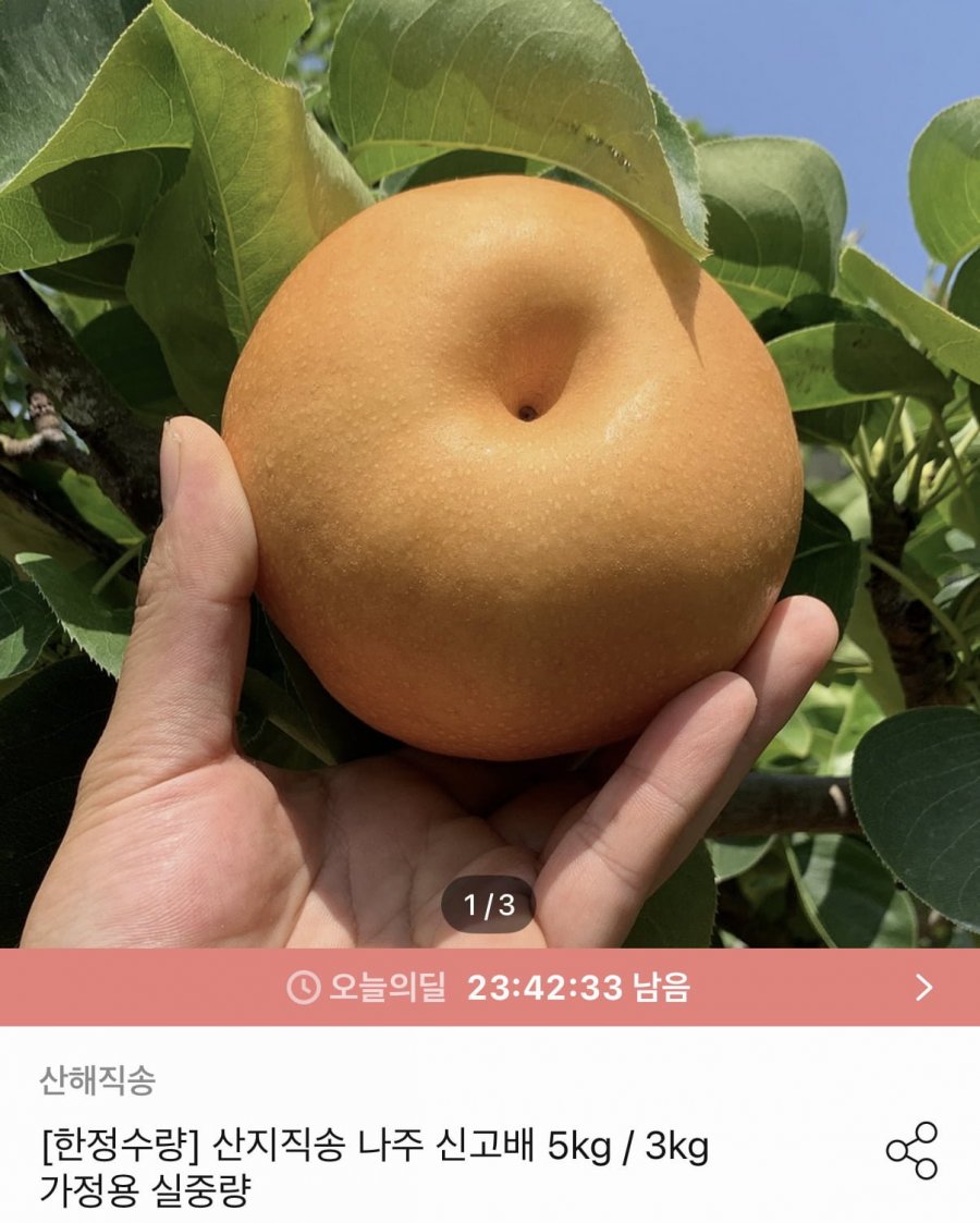 산지직송 나주 신고배 3kg (6,210원/무료)