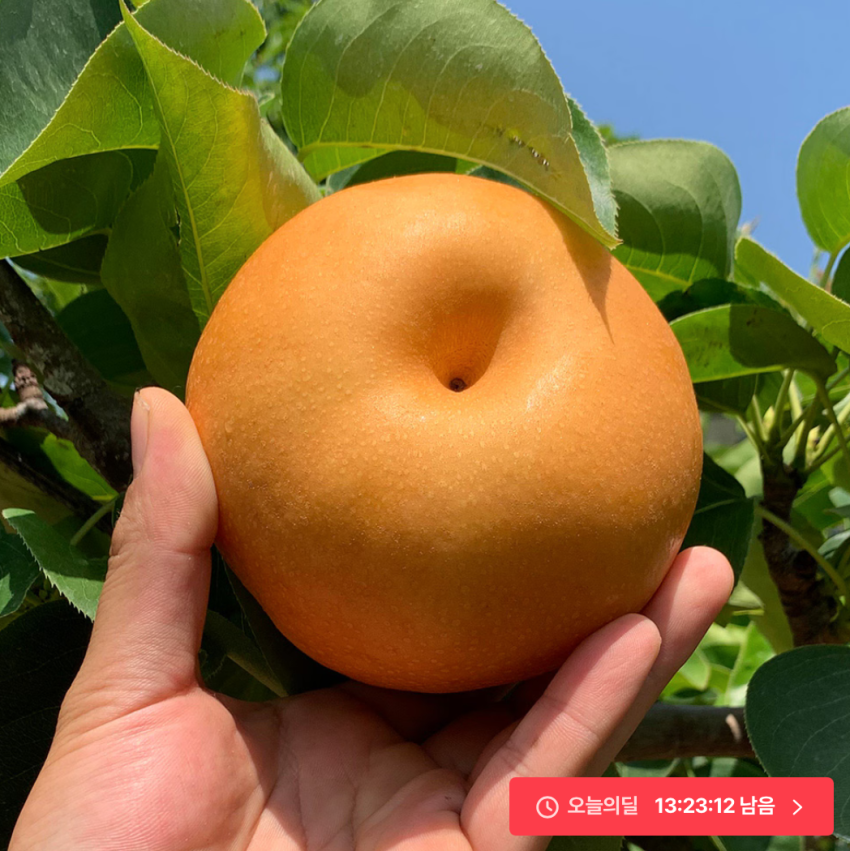한정수량) 산지직송 나주 신고배 3kg 6,210원