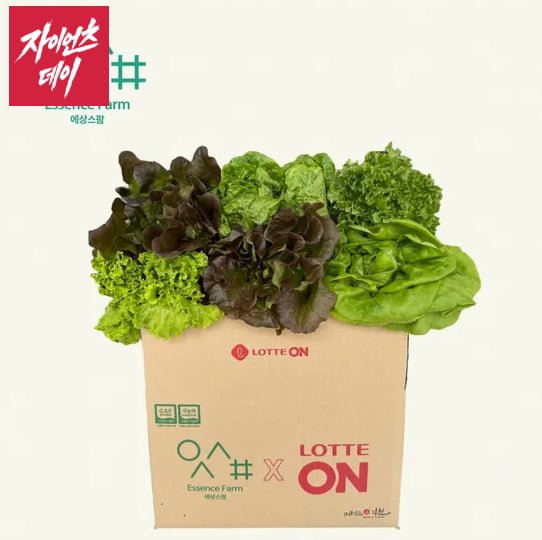 유러피안 샐러드야채 모듬쌈 로메인 상추 버터헤드 바타비아 크리스탈 1kg (4,800원/무료)