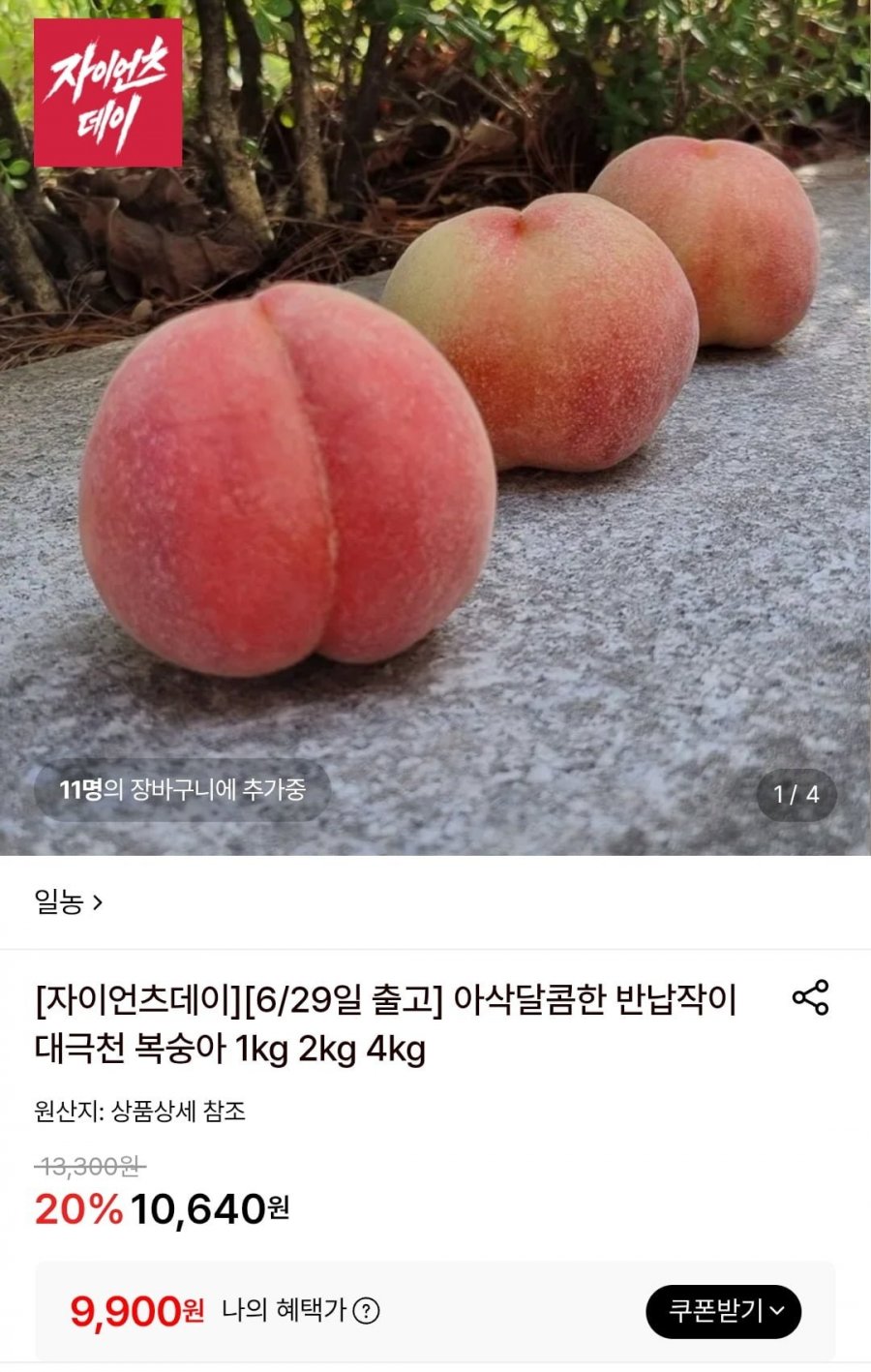 대극천 반납작 복숭아 1kg (9,900원/무료)