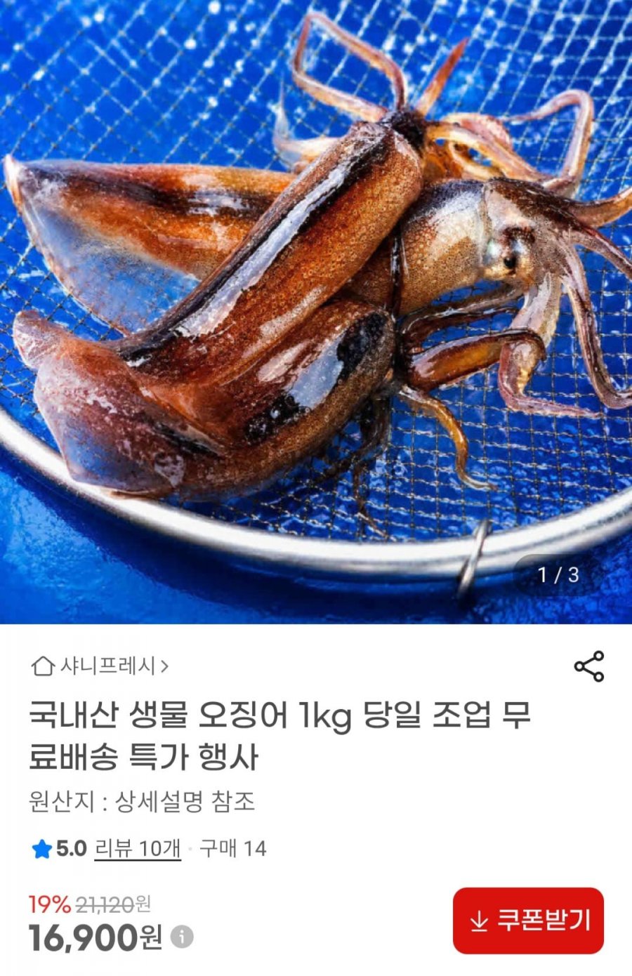 국내산 생물 오징어 1kg 10미내외 (16900원/무배)