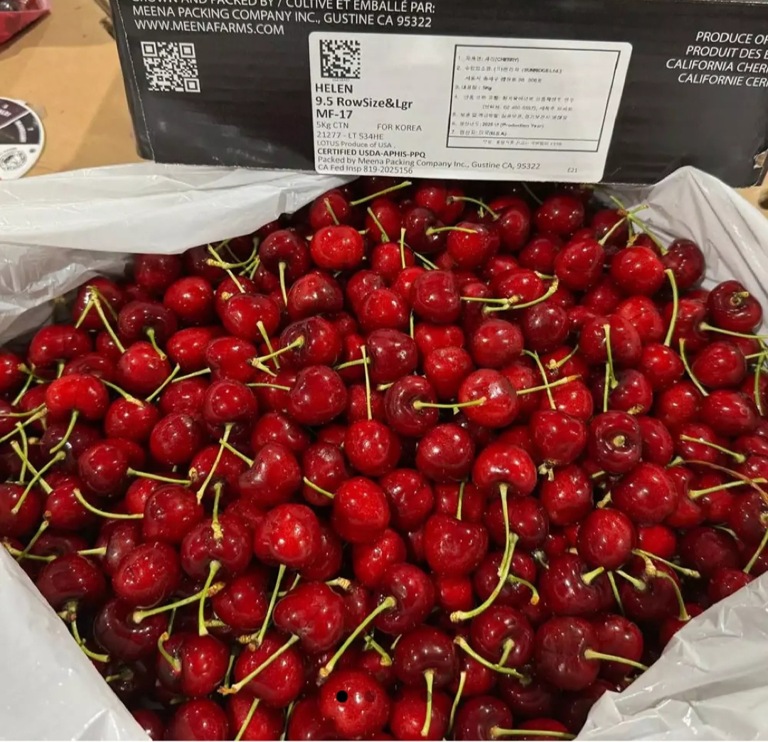 워싱턴 생체리 10R 대과 900g 2팩