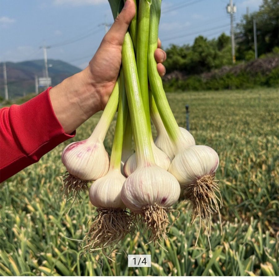 경북 의성 대서종 햇마늘 통마늘 소~중 1kg (9,990원/무료)