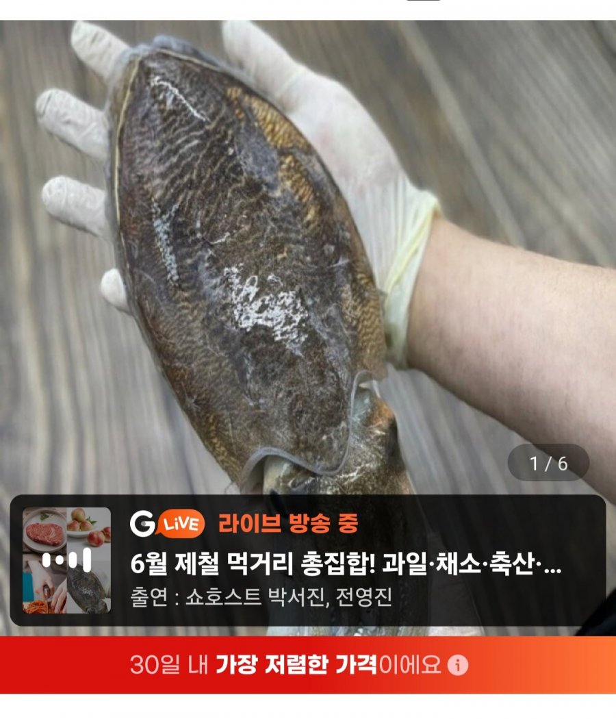 서해 갑오징어 생물 중대짜 1kg 2-4마리 (15,920원/무료)
