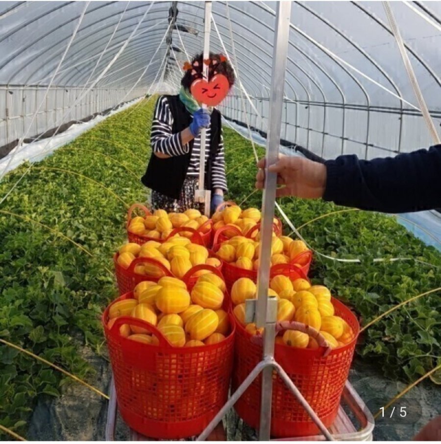 성주참외 7kg 가정용 혼합과 (10,970원/무료)