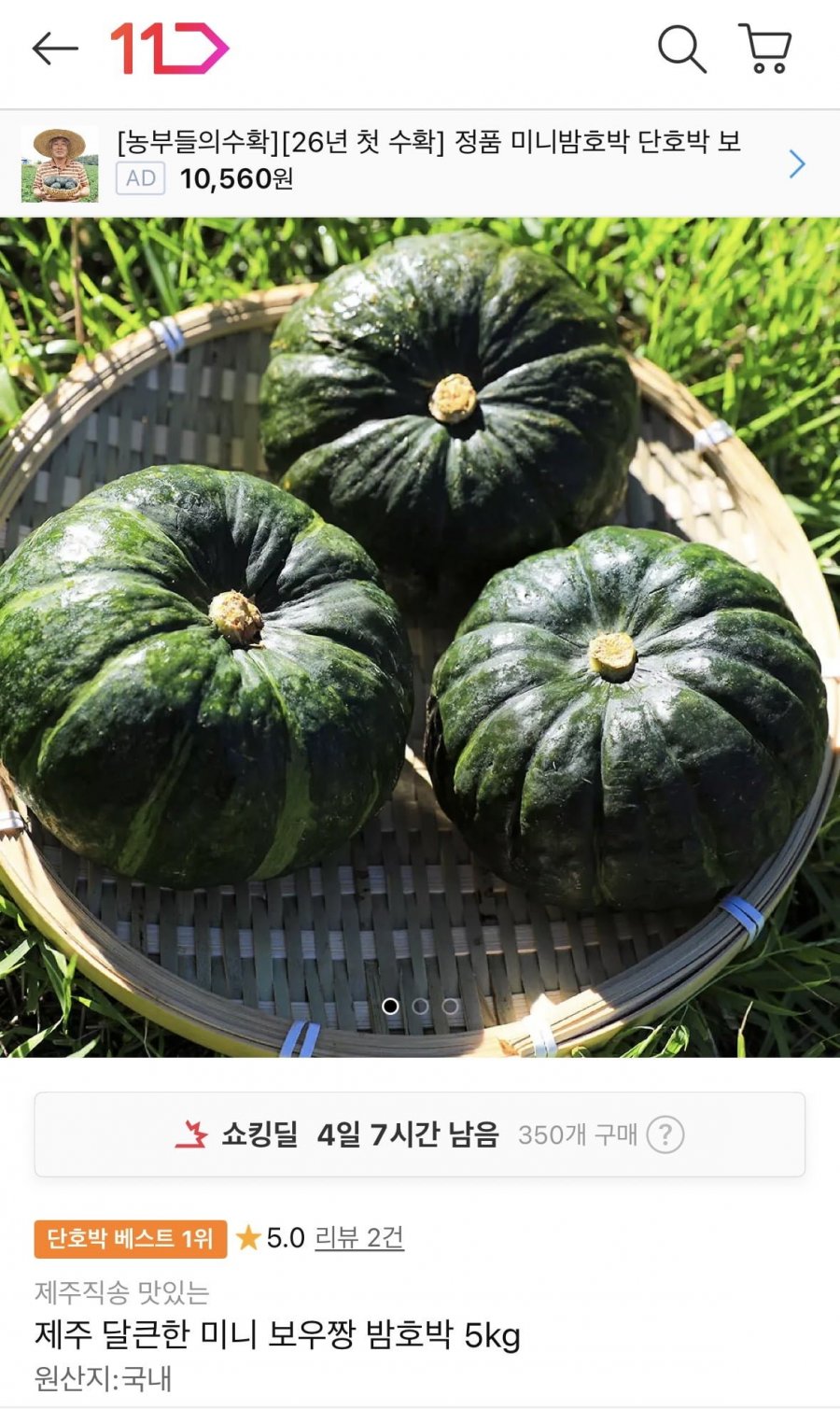 산지직송 제주 미니 보우짱 밤호박 5kg (12,990원/무료)