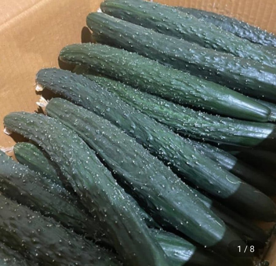 가시오이 5kg (10,970원/무료)