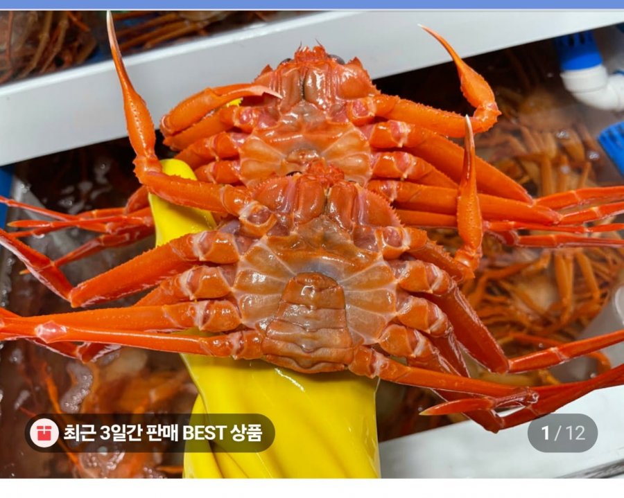 자숙홍게 4kg+4kg (31,900원/무료)