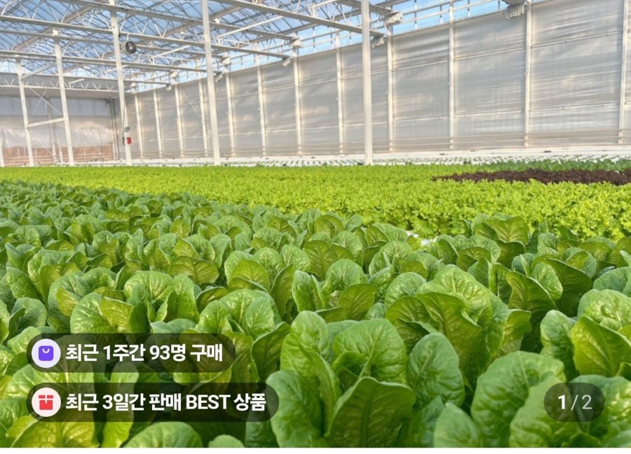 유러피안 샐러드상추 1kg (5,900원/무료)