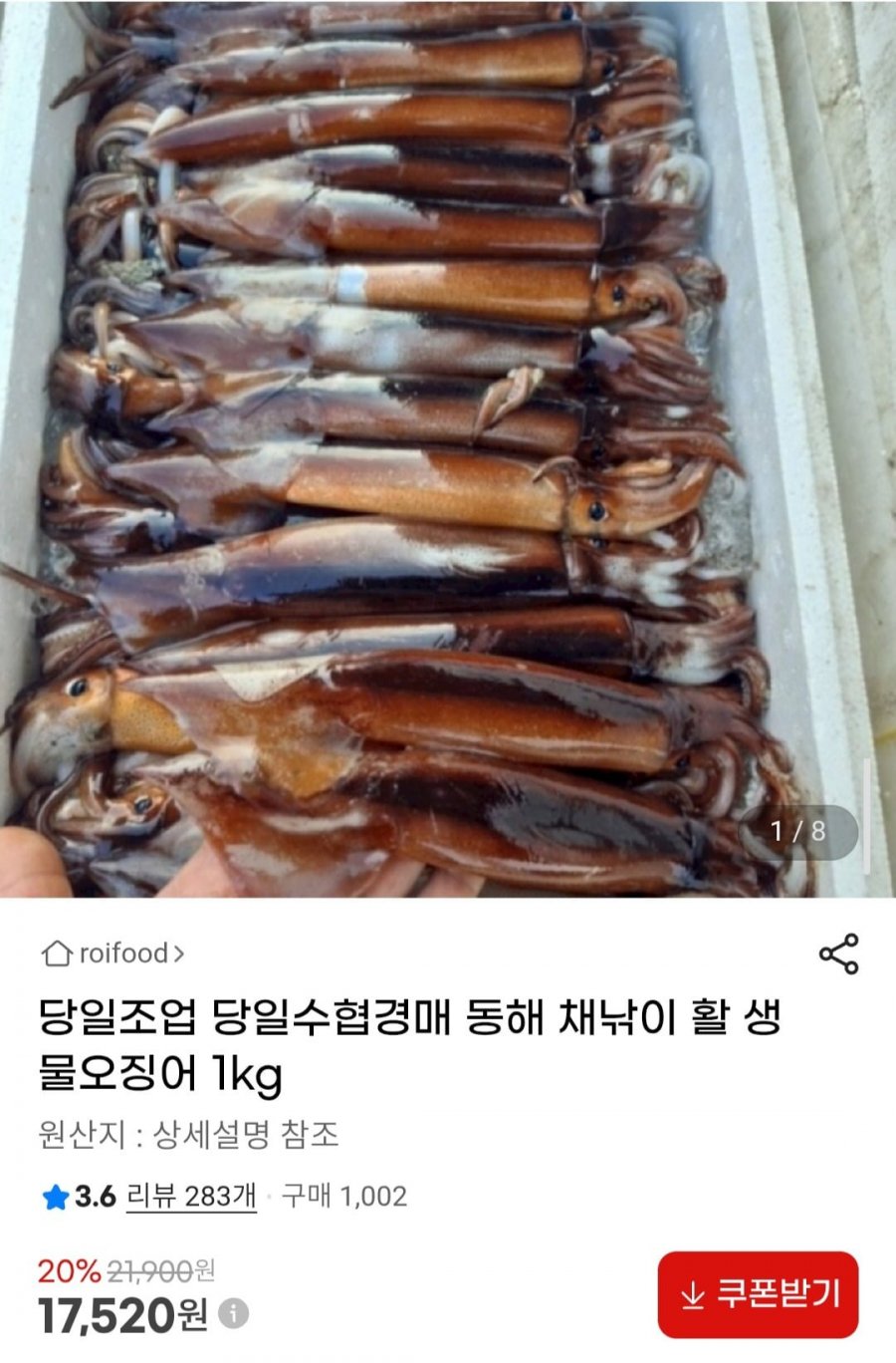 당일조업 당일수협경매 동해 채낚이 활 생물오징어 1kg (17,520원/무배)
