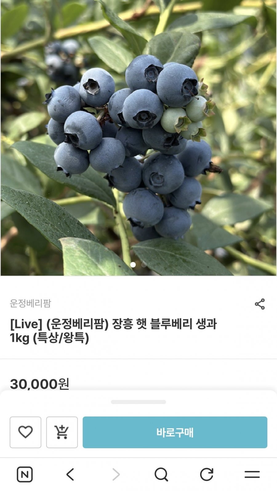 장흥 햇 블루베리 생과 1kg (21,000원/무배)