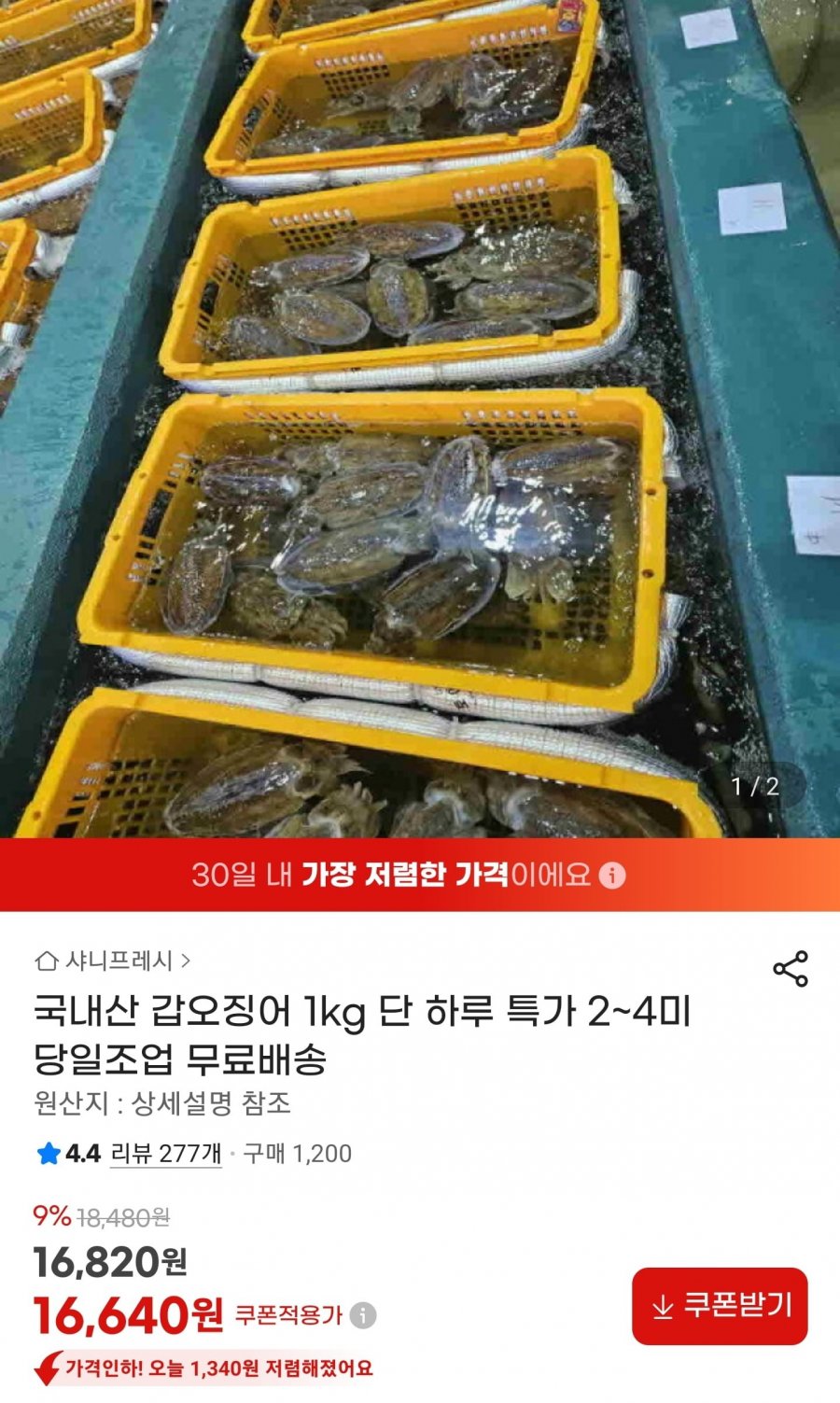 국내산 갑오징어 1kg 단 하루 특가 2~4미 (16,640원/무료)