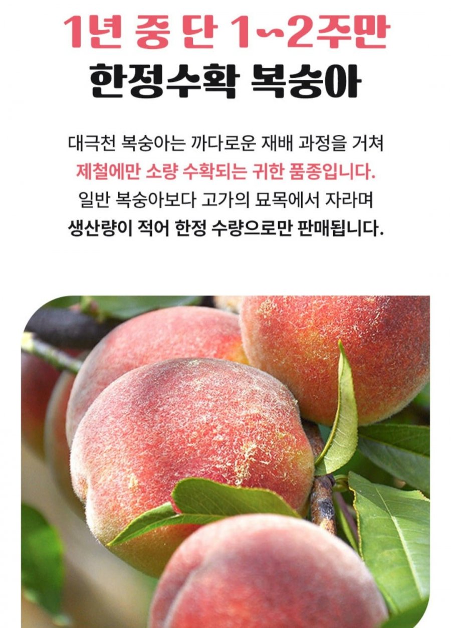 대극천 복숭아 3kg(혼합과)(카드 13,440원/무배)