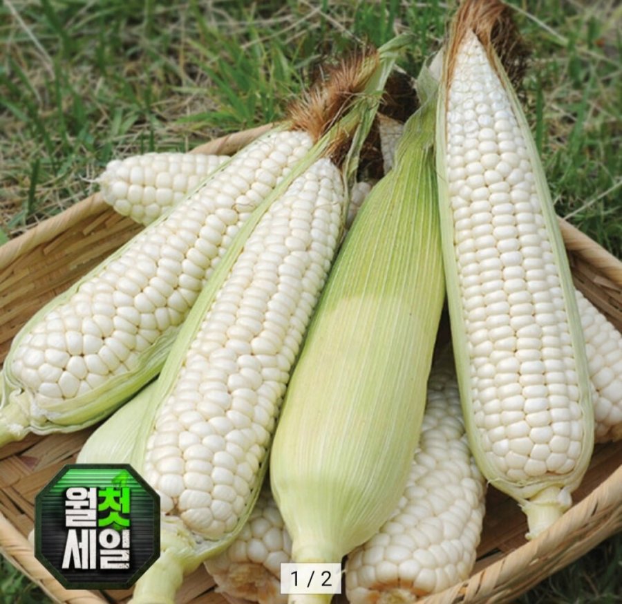 미백 옥수수 15cm이상 10미 (8,710원 / 무배)