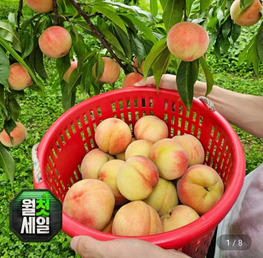 백도 복숭아 4kg (17,820원/무료)