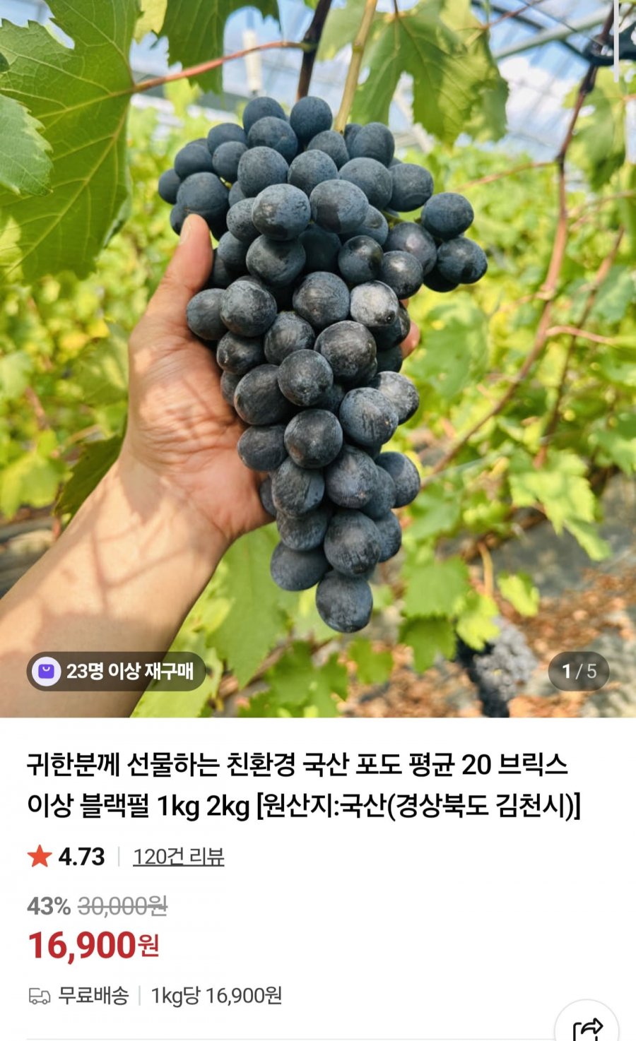 블랙펄 포도 1kg (16,900원/무료)