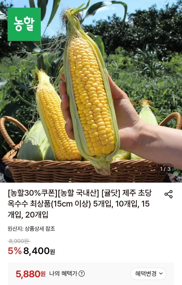 제주 초당옥수수 최상품(15cm이상) 5개 (5,850원/무료)