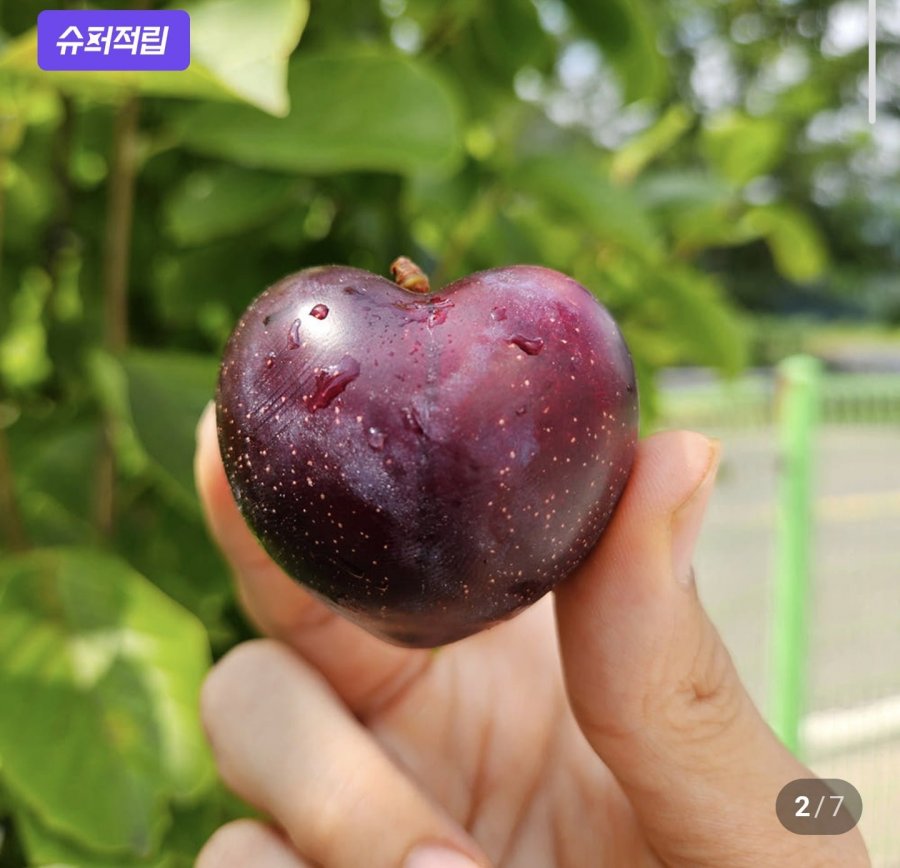 신품종 나디아 체리 자두 1kg 외(9,900원/네멤무배)
