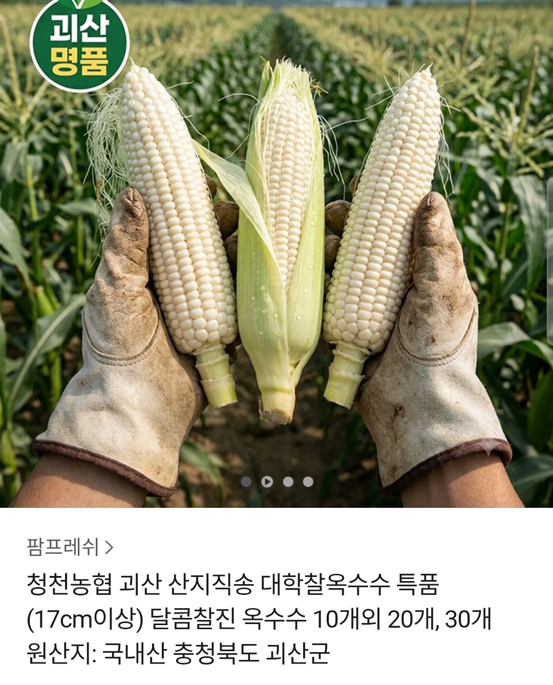 괴산 대학찰옥수수 특품 10개 (14,800원 / 무배)