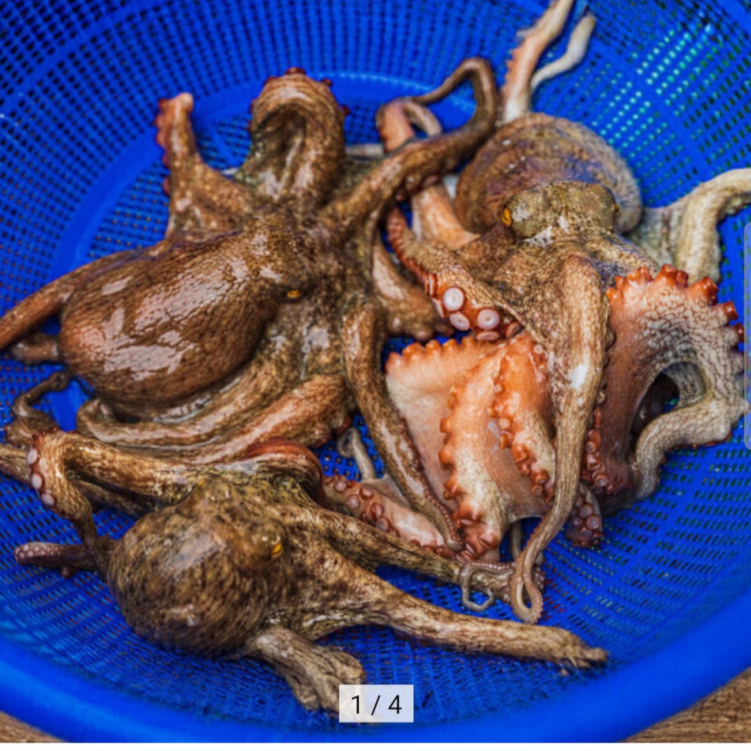 국내산 활 돌문어 당일조업 1kg 1-3미 (16,900원 / 무배)