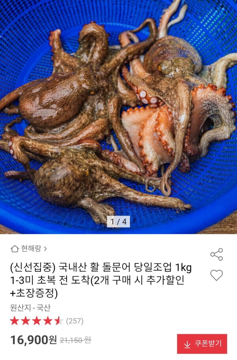 국내산 활 돌문어 당일조업 1kg 1-3미 (16,900원/무료)