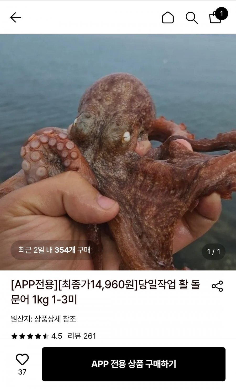 당일작업 활 돌문어 1kg 1-3미(14.960원/무배)