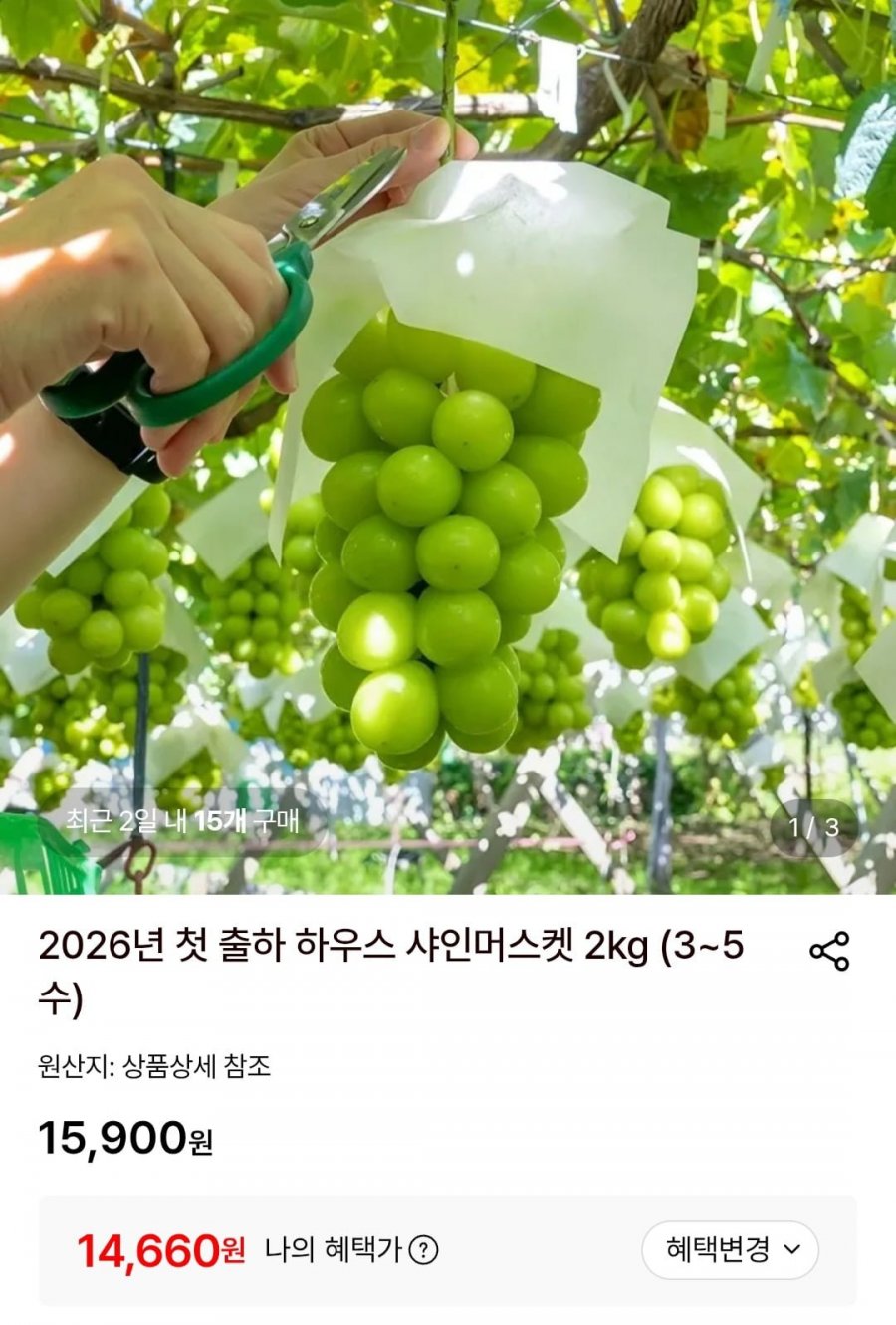 2026년 첫 출하 하우스 샤인머스켓 2kg (3~5수) (14,660원/무배)