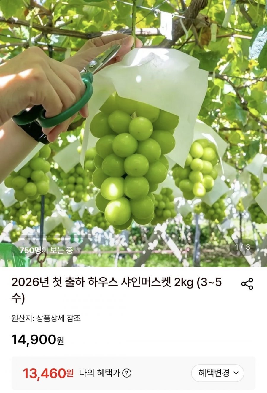 샤인머스켓 2kg (3~5수) (13,460원/무배)