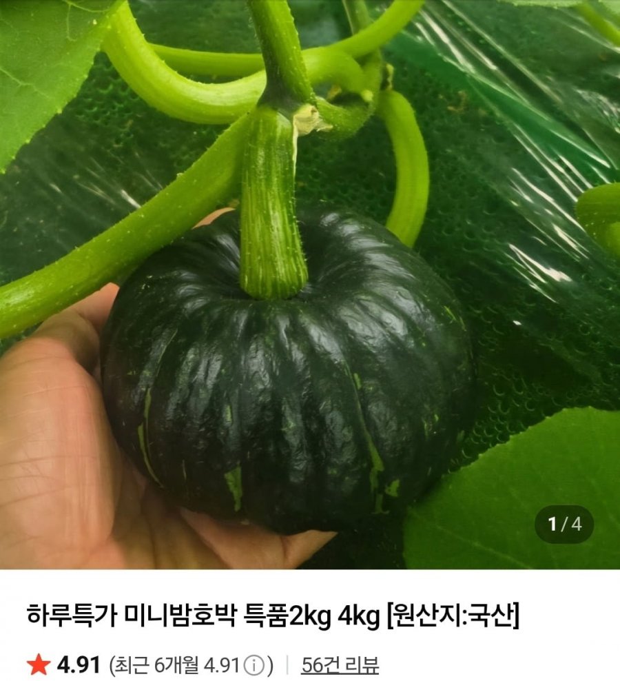 미니밤호박 4kg 특품 (9,900원/무료배송)