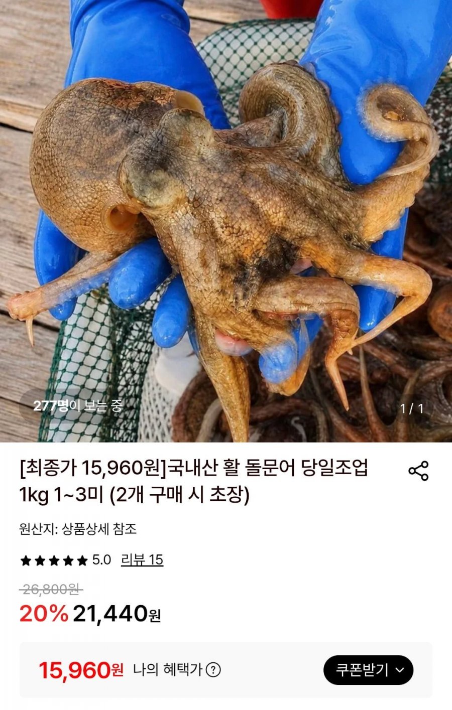 국내산 활 돌문어 당일조업 1kg 1~3미 (2개 구매 시 초장) (15,960원/무배)