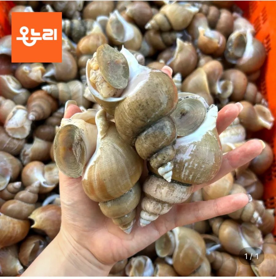 백고동 1kg (9,920원/무료)
