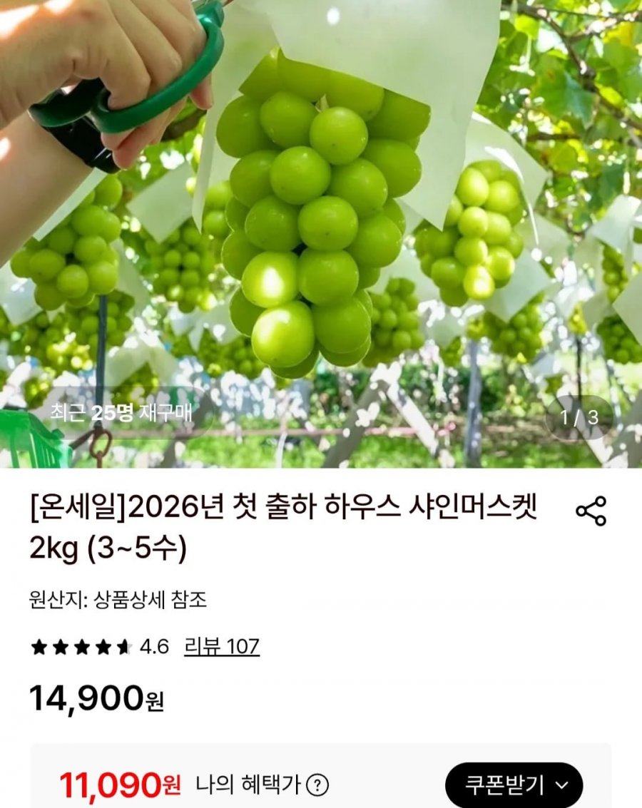 샤인머스켓 첫 출하 2KG (3~5수)(11,090원/무료)