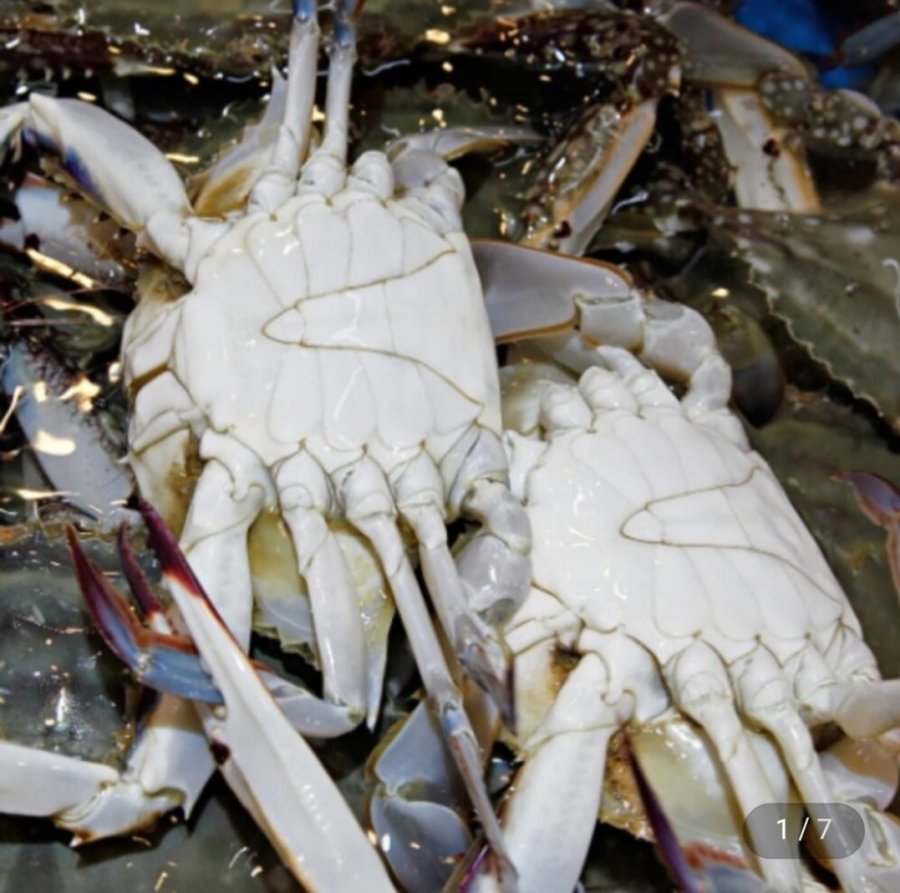 국내산 당일조업 활 숫꽃게 1kg+1kg (19,990원/무료)