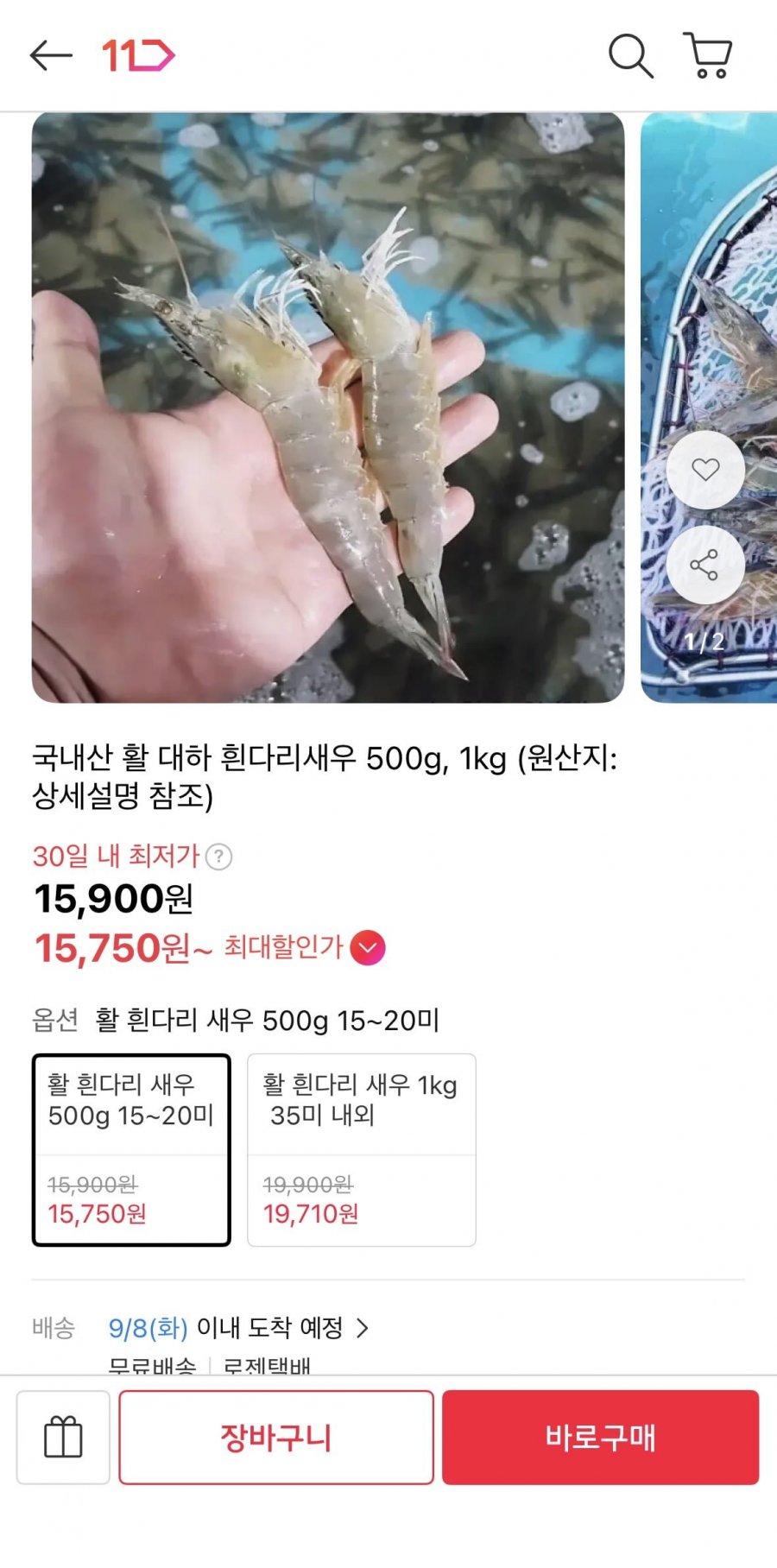 국내산 활 대하 흰다리새우 500g (15,750원 / 무배)
