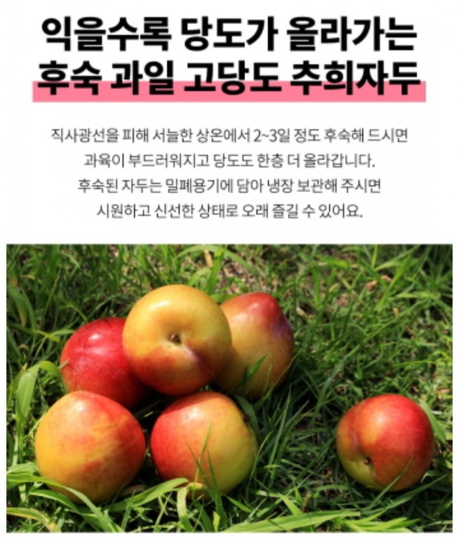 추희자두 3kg 고당도 왕특사이즈 150g 20개 내외 (19,650원 / 무배)