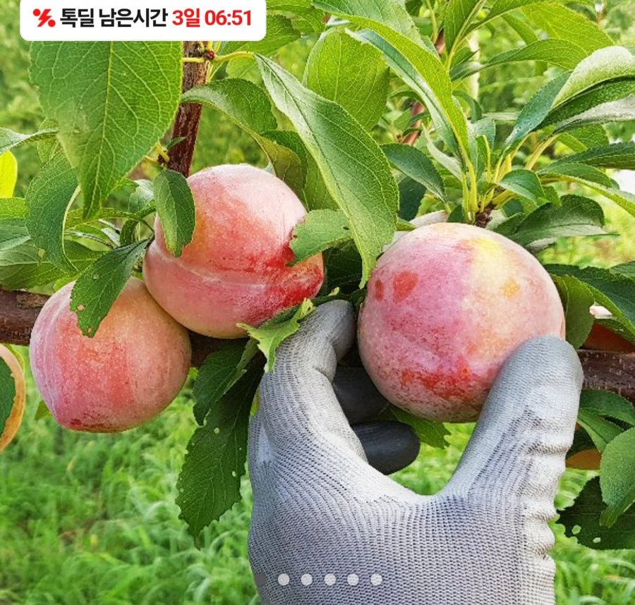 의성 옥자두 추희 2kg 대과 14-18과 120g 내외(14,210원/무료)