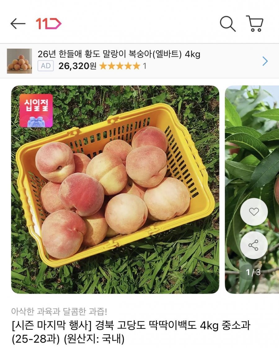 경북 고당도 딱딱이백도 4kg 중소과 (25-28과) (14,790원/무료)