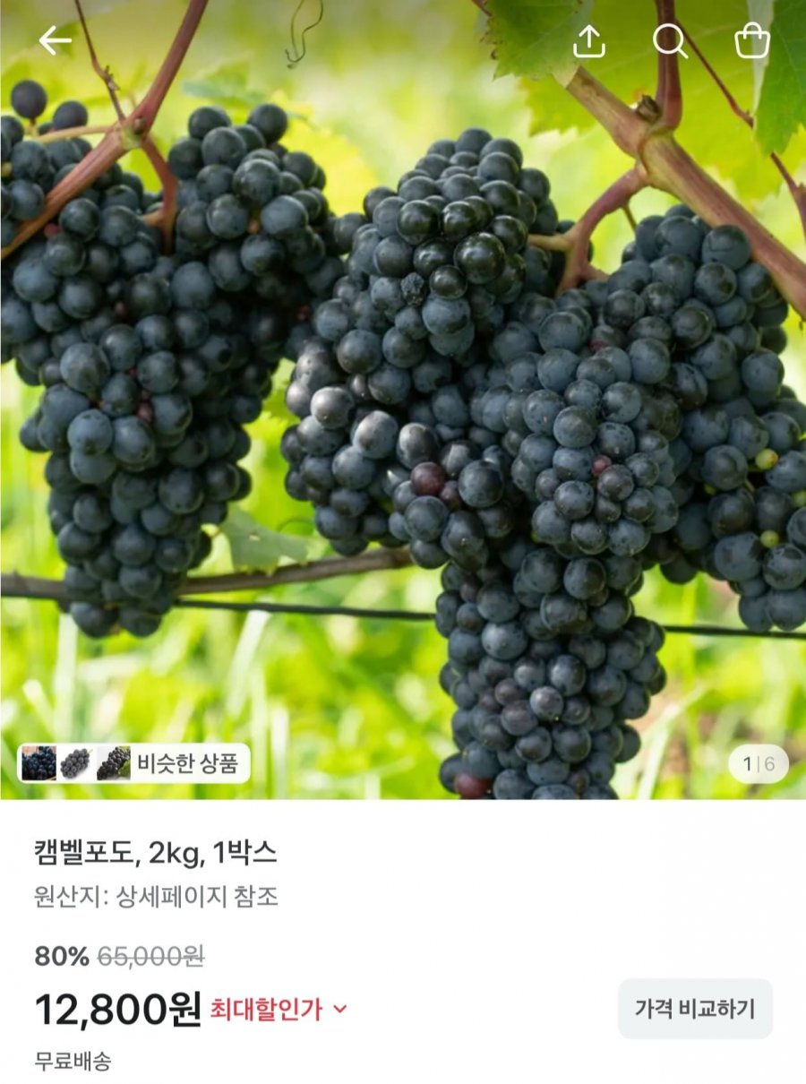 캠벨포도 2kg (12,800원/무료)
